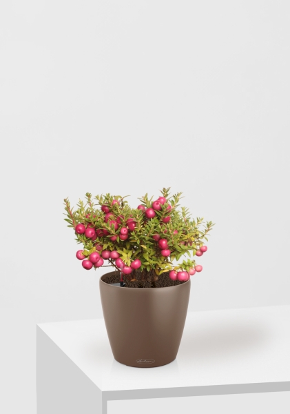 Гаультерия 14/30 см в CLASSICO COLOR 18