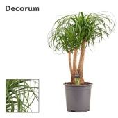 Нолина бранч (декорум) d27 см h80 см Нолина бранч (декорум) d27 см h80 см