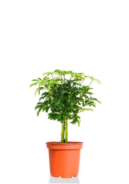 Шеффлера Компакта на штамбе 12/40 см