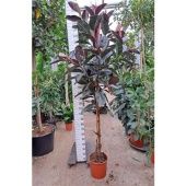 Фикус Эластика Абиджан на стволе d35 см h260 см Фикус Эластика Абиджан на стволе d35 см h260 см