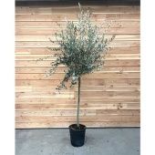 Олива европейская 40/270 см