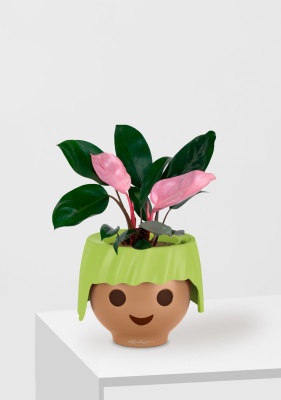 Филодендрон Пинк Принс 12/25 см в OJO Филодендрон Пинк Принс 12/25 см в OJO