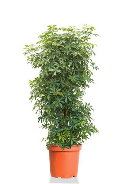 Шеффлера Лузеана d27 см h100 см