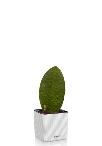 Сансевиерия Масониана Виктория 12/40 см в CUBE COLOR 14