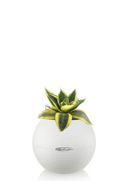 Сансевиерия Голден Ханни в PURO 20 Сансевиерия Голден Ханни в PURO 20