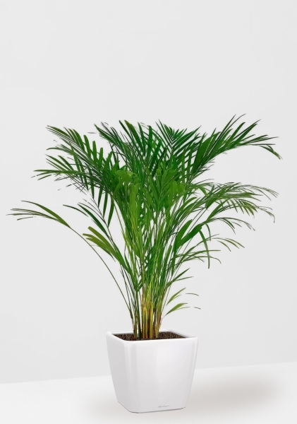 Хризалидокарпус Арека 19/120 в QUADRO LS 28