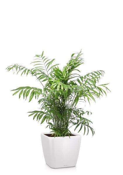 Хамедорея Элеганс 24/120 см в QUADRO LS 28