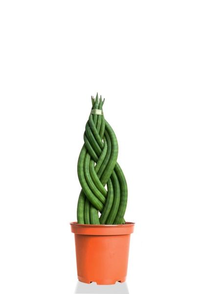 Сансевиерия Цилиндрика косичка 12/35 cм Сансевиерия Цилиндрика косичка 12/35 cм