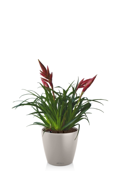 Вриезия Астрид 12/30 см в CLASSICO COLOR 18