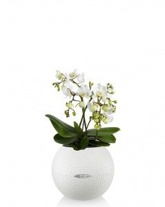 Фаленопсис мини белый в PURO 20 Фаленопсис мини белый в PURO 20