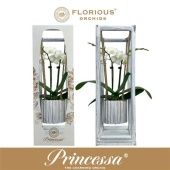 Фаленопсис 2 ствола White Princessa Swing (florious) d9 см h40 см Фаленопсис 2 ствола White Princessa Swing (florious) d9 см h40 см