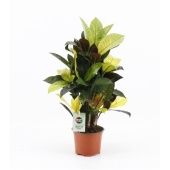 Кротон Кодиеум Миссис Айстон бранч d12 см h45 см