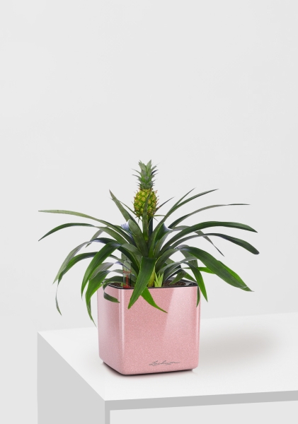 Ананас 12/40 см в CUBE GLOSSY KISS 14