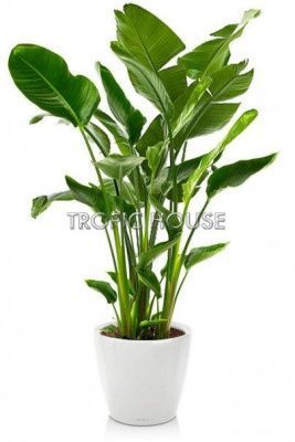 Стрелиция De Luxe Classico 50/180 см, белый блестящий Стрелиция De Luxe Classico 50/180 см, белый блестящий