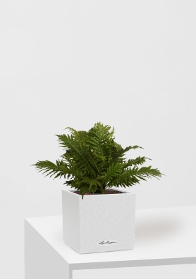 Блехнум 12/30 см в CANTO STONE 14