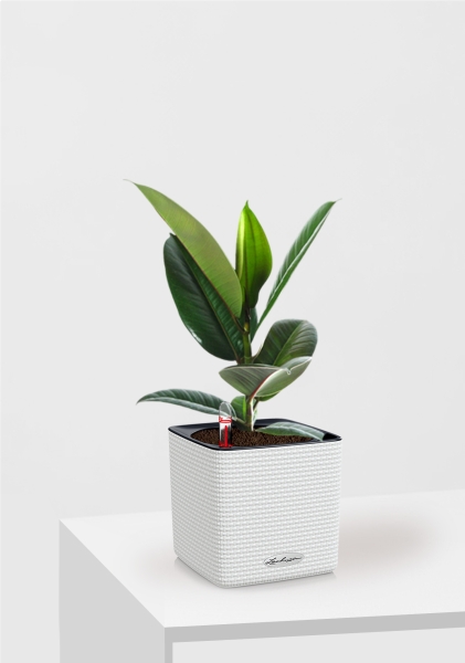 Фикус Эластика Робуста 12/40 см в CUBE COLOR 14 Фикус Эластика Робуста 12/40 см в CUBE COLOR 14