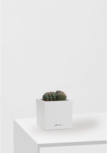 Кактус микс 10 см в CANTO STONE 14 Кактус микс 10 см в CANTO STONE 14