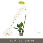 Фаленопсис Formidablo Yosemite Falls 15+ d15 см h80 см