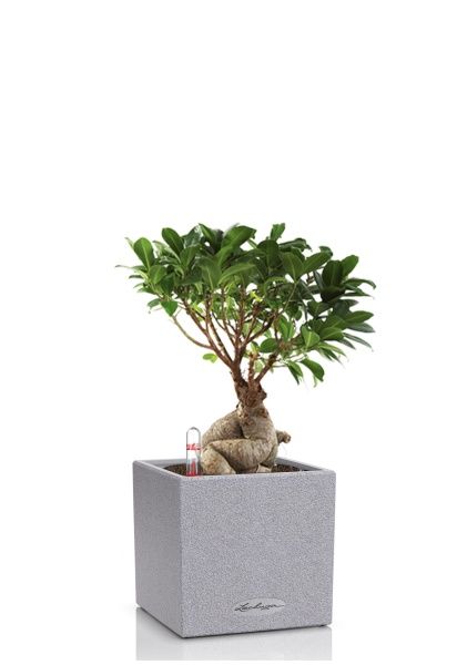 Фикус бонсай в CANTO STONE 14