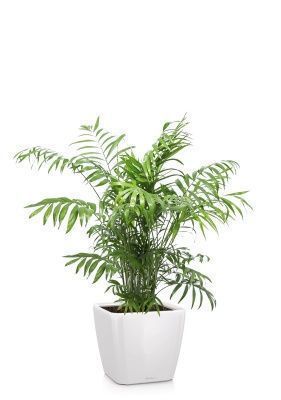 Хамедорея Элеганс 24/120 см в QUADRO LS 28, белый блестящий