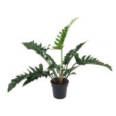 Филодендрон Narrow d19 см h70 см