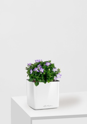 Кампанула Амбелла 12/25 см в CUBE GLOSSY 14, белый блестящий