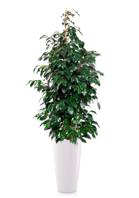 Фикус Бенджамина Даниэль 27/120 см в RONDO 32 Фикус Бенджамина Даниэль 27/120 см в RONDO 32