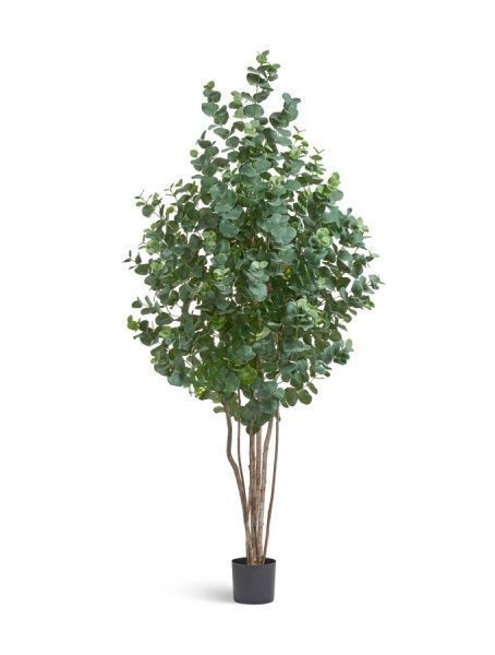 Эвкалипт серебристый многоствольный