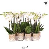 Фаленопсис Kolibri 2st White 22+ d9 см h40 см