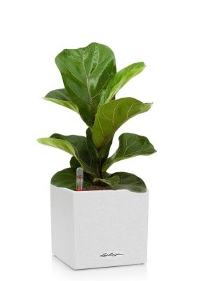 Фикус Лирата Бамбино 12/30 см в CANTO STONE 14, песочный белый