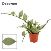 Хойя Krohniana Eskimo d6 см h2.5 см