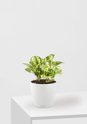 Пеперомия Голден Гейт 14/20 см в CLASSICO 18, белый