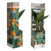 Стрелиция Регина d9 см h25 см тип 1