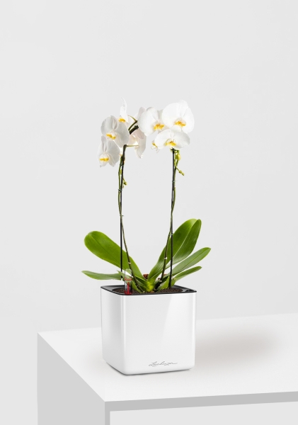 Орхидея Фаленопсис белая каскад 12/50 см в CUBE GLOSSY 14