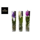 Ванда Michelle Mix d17 см h70 см Ванда Michelle Mix d17 см h70 см