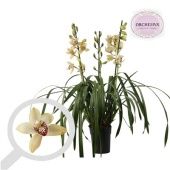 Цимбидиум 3-4 ствола кремовый d14 см h90 см Цимбидиум 3-4 ствола кремовый d14 см h90 см