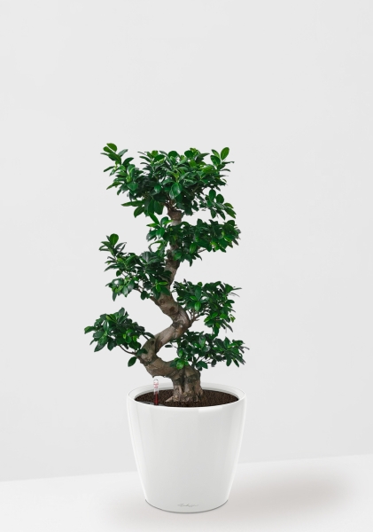 Фикус Бонсай в керамике 45/80 см в CLASSICO LS 50