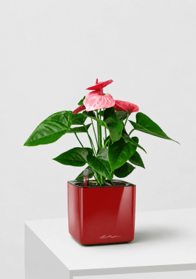 Антуриум розовый в CUBE GLOSSY 14, ярко-красный блестящий