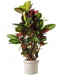 Кротон Петра Макси 27/90 см