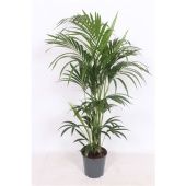 Ховея Форстериана d24 см h150 см