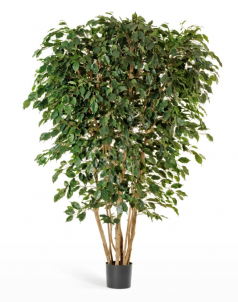 Фикус Бенджамина многоствольный