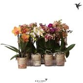 Фаленопсис Kolibri Orchids Mix 3 Spike Big Flower d9 см h40 см