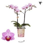 Фаленопсис Little Kolibri 2st Switserland 22+ d9 см h40 см Фаленопсис Little Kolibri 2st Switserland 22+ d9 см h40 см