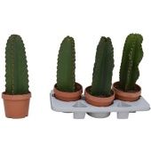 Эуфорбия Ингенс d18 см h45 см