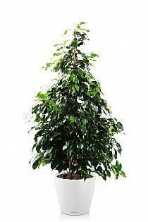 Фикус Бенджамина Даниэль в CLASSICO 28