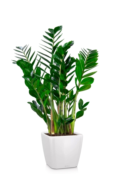 Замиокулькас 24/90 см в QUADRO LS 28