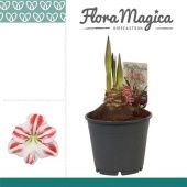 Гиппеаструм Flaming Striped 2 ствола d14 см h25 см тип 1