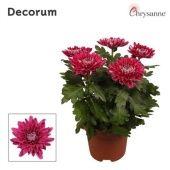 Хризантема Зембла фиолетовая d17 см h35 см тип 1