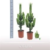 Эуфорбия Ингенс d21 см h85 см Эуфорбия Ингенс d21 см h85 см