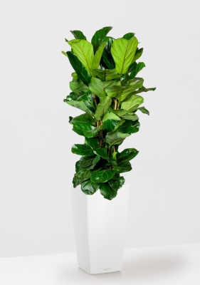 Фикус Лирата 3 ствола 34/140 см в CUBICO Color 40